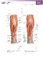 Sobotta Atlas of Human Anatomy  Head,Neck,Upper Limb Volume1 2006, page 248